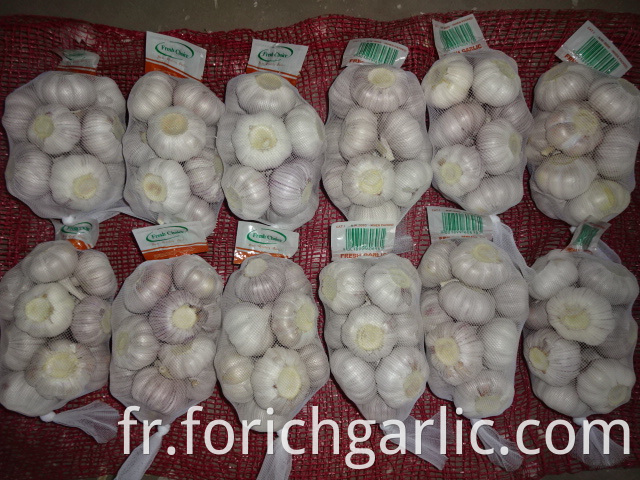 Regular White Garlic